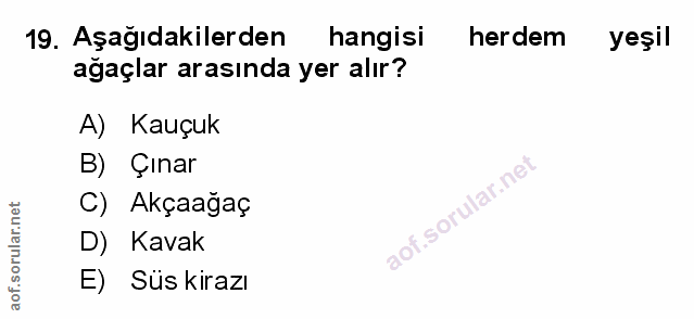 Soru 19