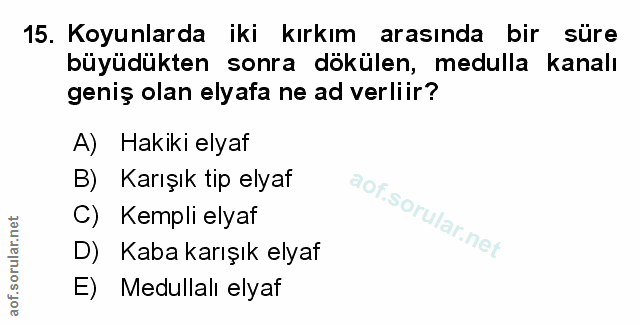 Soru 15