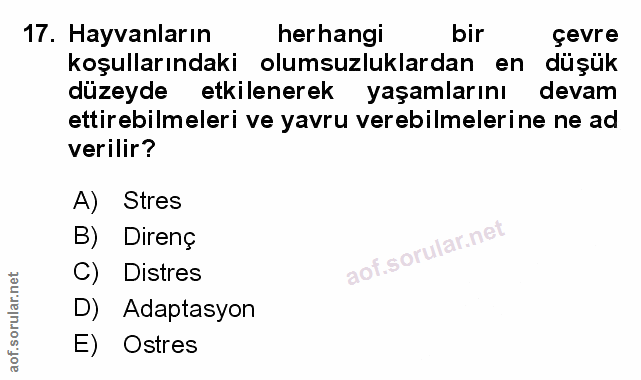Soru 17
