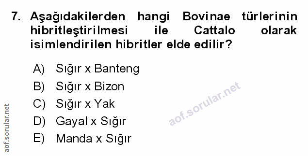 Soru 7