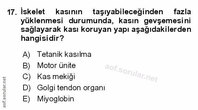 Soru 17