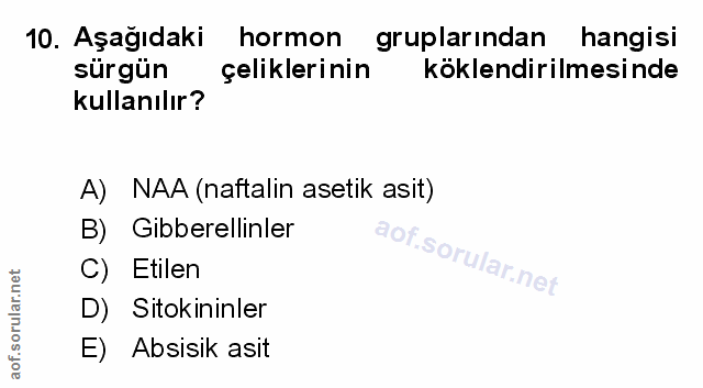 Soru 10