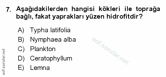 Soru 7