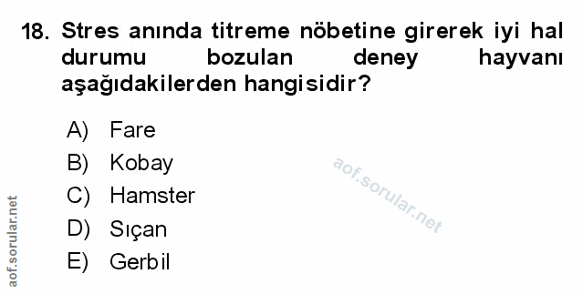 Soru 18