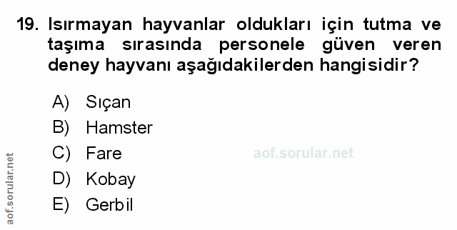 Soru 19