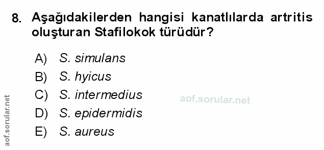Soru 8