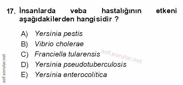 Soru 17
