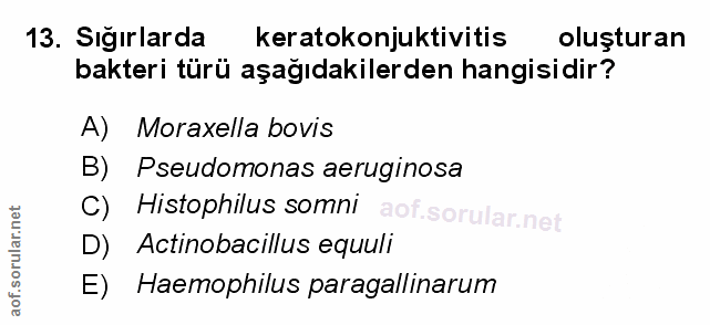Soru 13