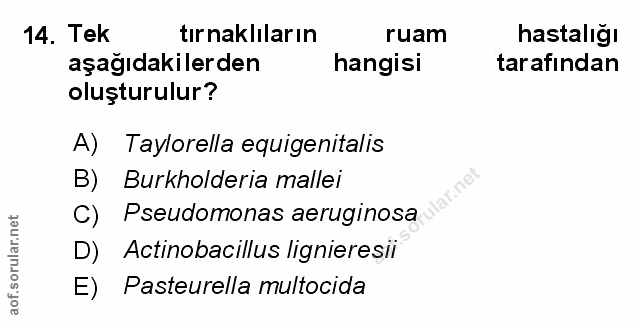 Soru 14