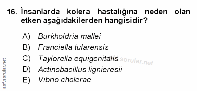 Soru 16