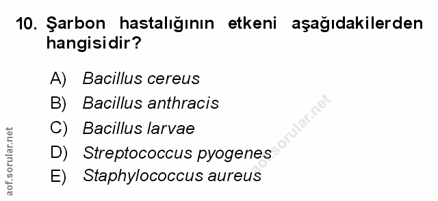 Soru 10