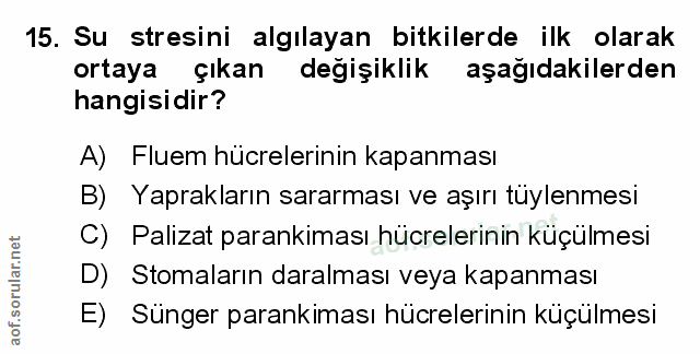 Soru 15