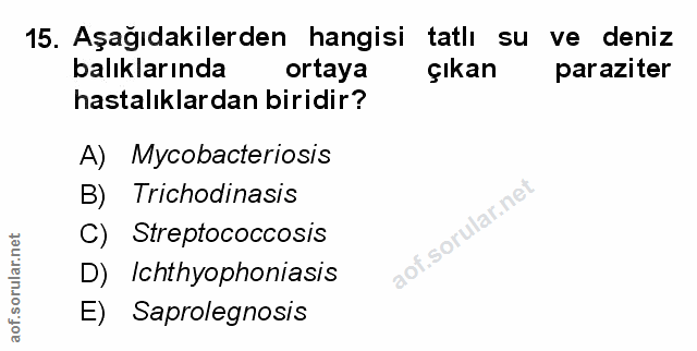 Soru 15