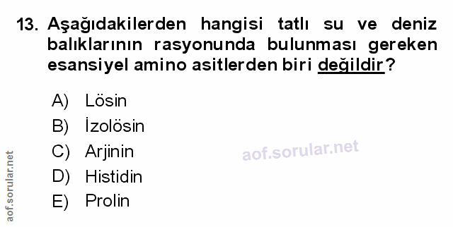 Soru 13