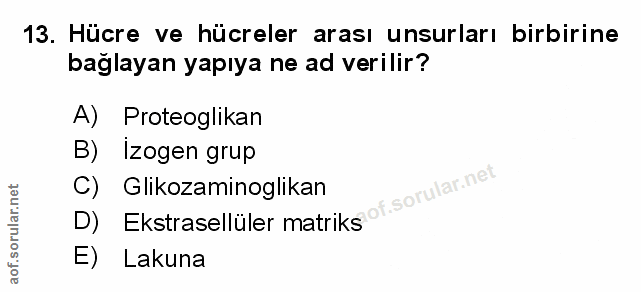 Soru 13