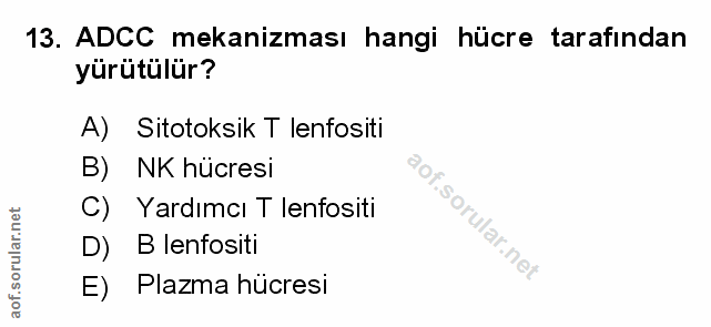 Soru 13