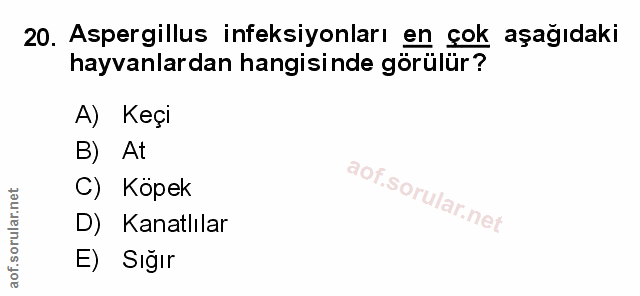 Soru 20