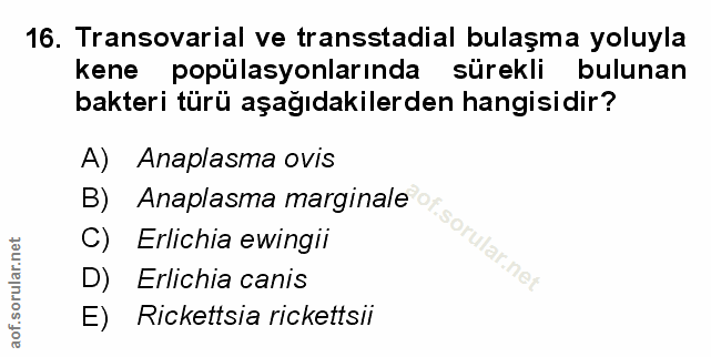 Soru 16