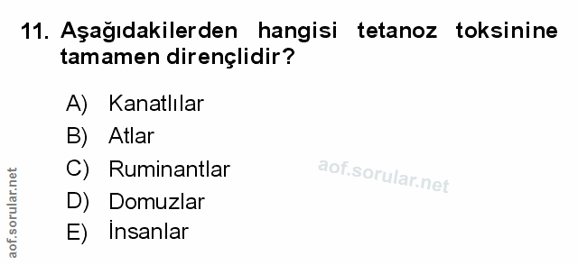 Soru 11