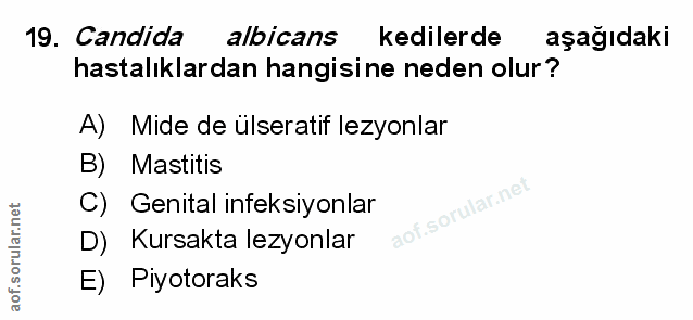 Soru 19
