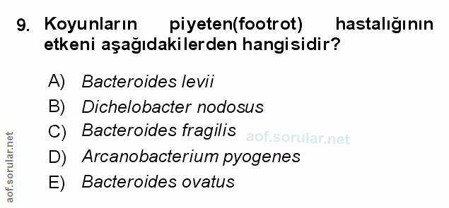 Soru 9