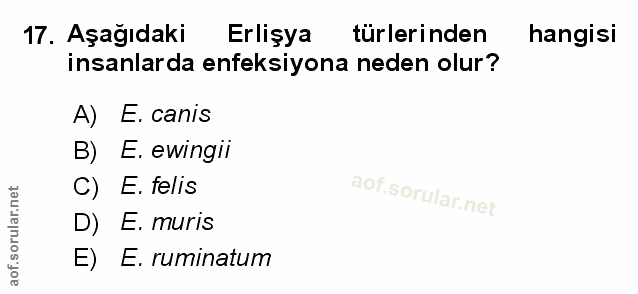 Soru 17
