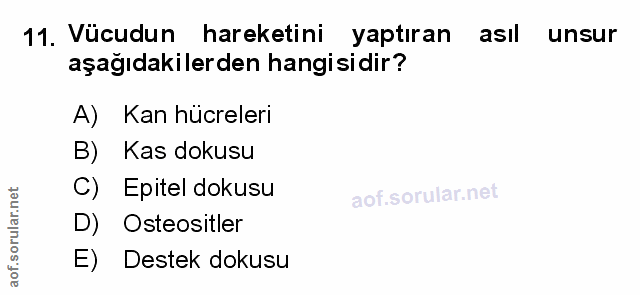 Soru 11