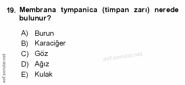 Soru 19