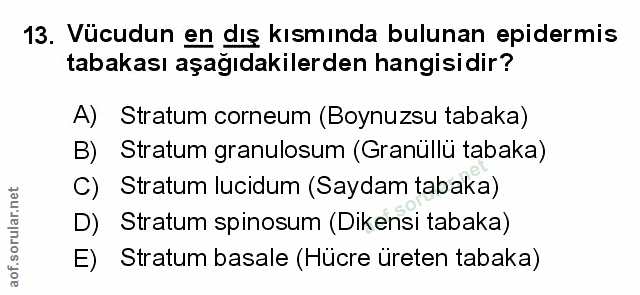 Soru 13