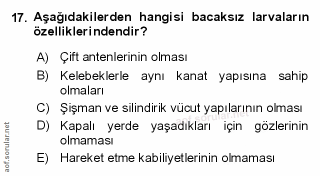 Soru 17