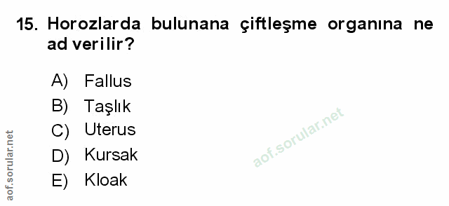 Soru 15