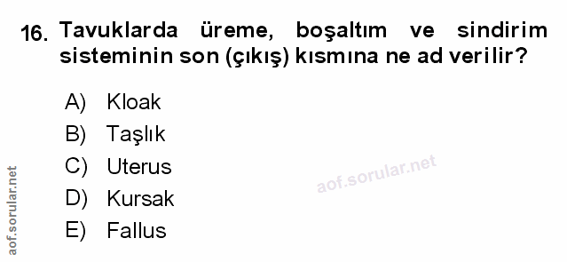 Soru 16