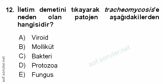 Soru 12
