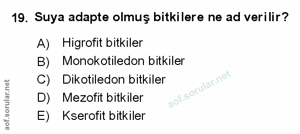 Soru 19