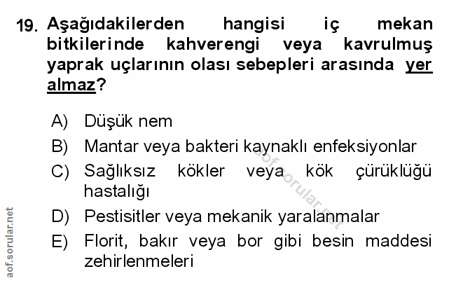 Soru 19