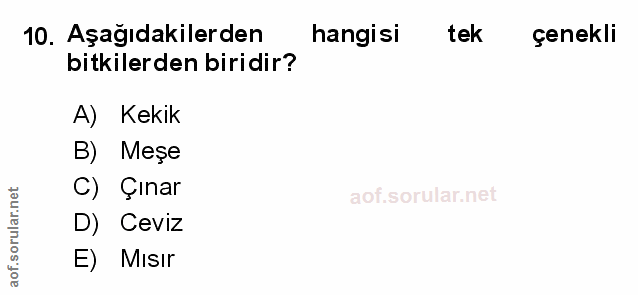 Soru 10