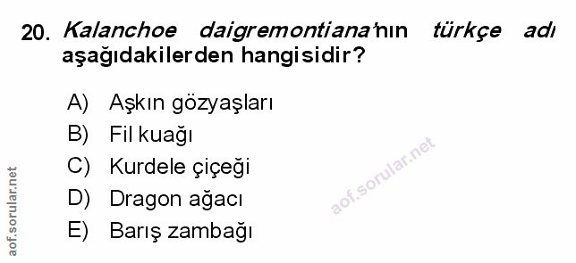 Soru 20