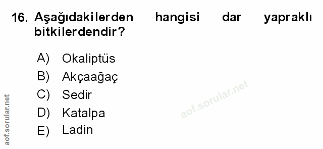 Soru 16