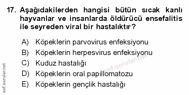Soru 17