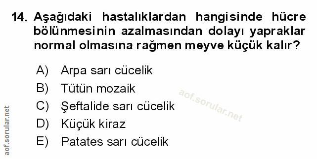 Soru 14