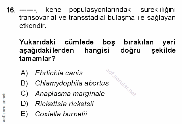 Soru 16