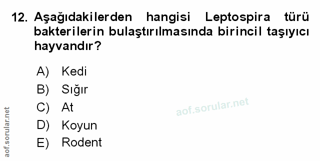 Soru 12