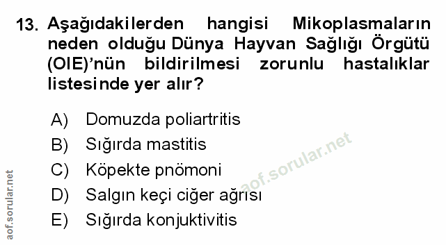 Soru 13