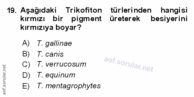 Soru 19