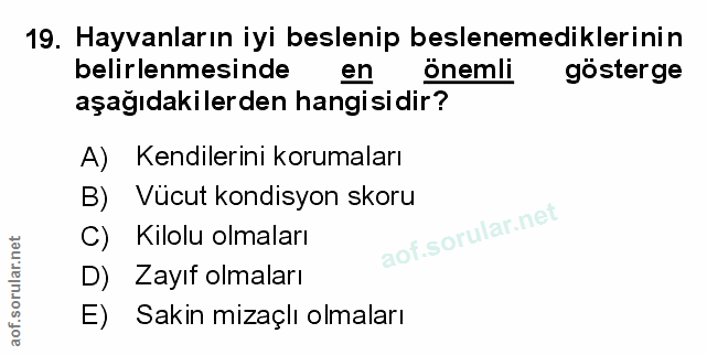 Soru 19