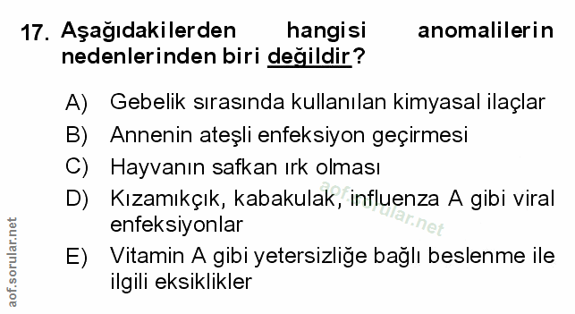 Soru 17