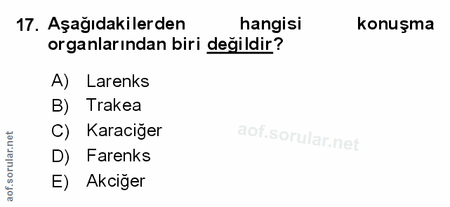Soru 17