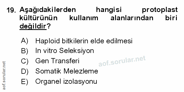 Soru 19