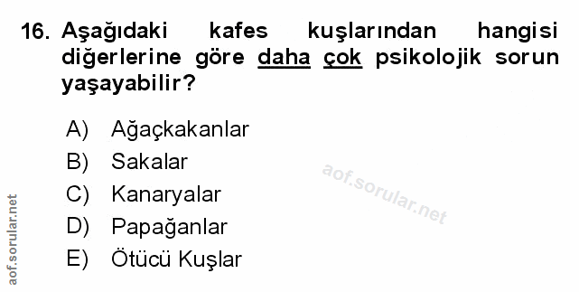 Soru 16
