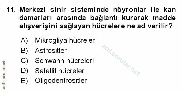 Soru 11